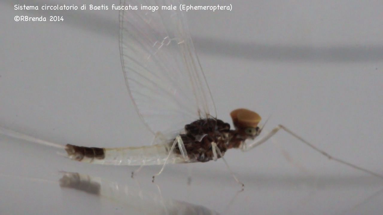 Sistema circolatorio di una Baetidae